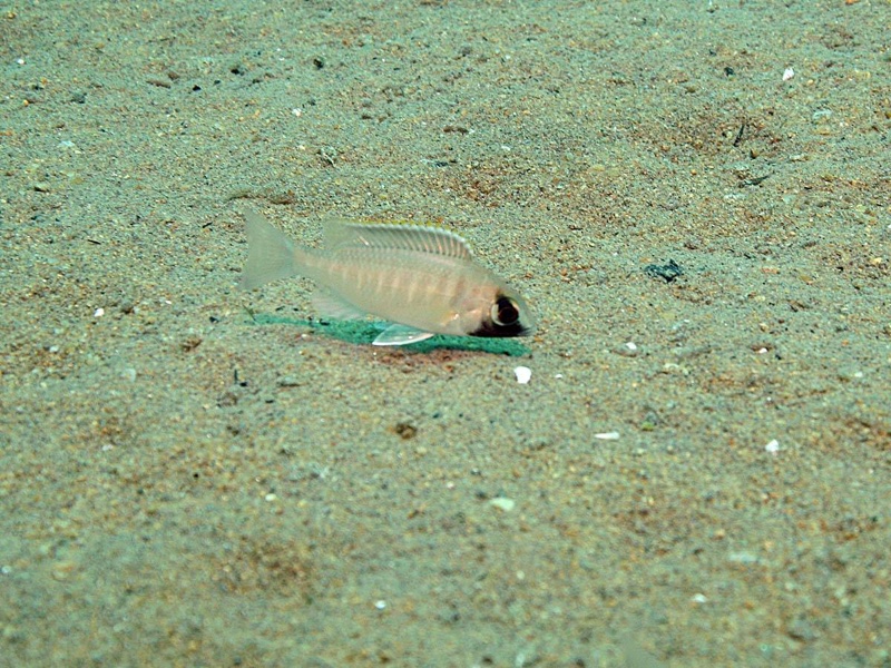 Placidochromis electra 'Gome'